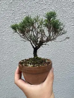 皐月 明美の月 小品盆栽素材になります。 - メルカリ