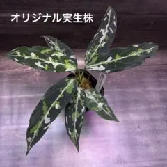 アグラオネマ ピクタム オリジナル実生株(MB-2024/ACGMA2-8) アグラオネマ ピクタム オリジナル実生株(MB-2024/ACGMA2-8) - メルカリ