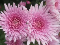 値下げしました食用菊移植苗 うすいピンク色(もってのほか)　8本のサムネイル