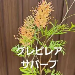 花芽付き】グレビレア・バンクシー・アルバ｜気品あふれる純白の