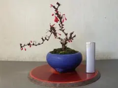 2025年最新】盆栽の人気アイテム - メルカリ