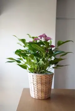 2026年最新】anthuriumの人気アイテム - メルカリ