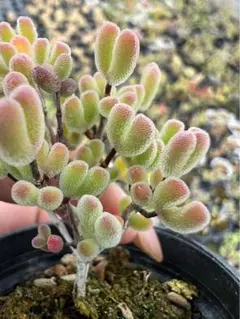 ネコポスで発送❣️実生苗　ドロサンテマム　キラキラ　スモールスター　抜き苗　1株
