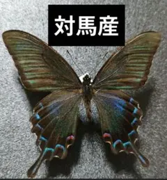 ザルモクシスオオアゲハ ♂標本 136mm中央アフリカ産アフリカ代表的