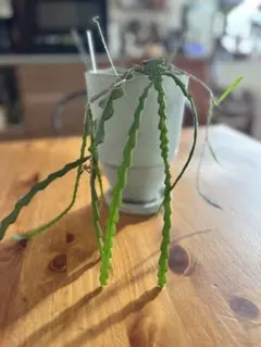 多肉植物 アングリガーフィッシュボーンジグザグカクタス.約30cm長のサムネイル