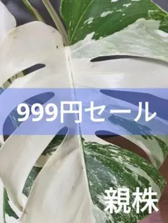 モンステラ ボルシギアナアルボ ホワイトタイガー 茎伏せ ハーフムーン