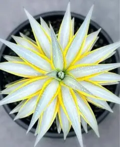 2026年最新】アガベ高級株の人気アイテム - メルカリ