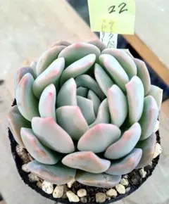 2026年最新】抜き苗の人気アイテム - メルカリ