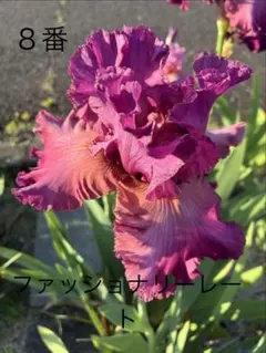 ジャーマンアイリス　 3種セットのサムネイル