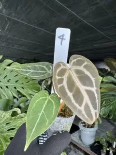 超希少❗️サイズ大❗️アンスリウム　ルネッサンス　斑入り✨ アンスリウムって巨大化することを忘れてついついお迎えしてしまいます