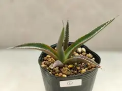 Agave Horrida アガベ ホリダ 実生①のサムネイル