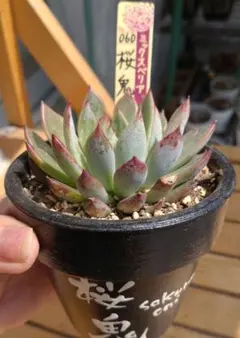 2025年最新】ミックスベリア 桜鬼 札付きの人気アイテム - メルカリ