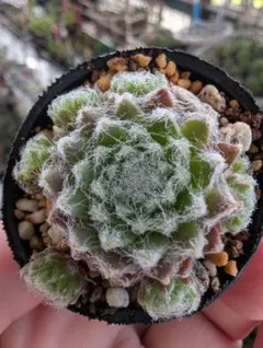 2026年最新】SEmpervivumの人気アイテム - メルカリ