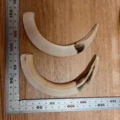 猪の牙 2本セット 置物 インテリア