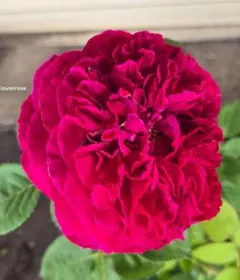 izumirose、廃番ER、フォールスタッフ、6号スリット鉢植苗！のサムネイル