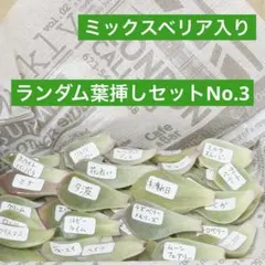 多肉植物　ランダム葉挿しセットNo.3のサムネイル