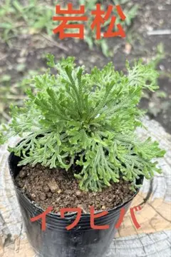 岩石風 盆栽鉢 軽石 植木鉢 岩ヒバ イワヒバ - メルカリ