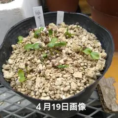山野草 北岳固有種 北岳草 8号鉢火山礫植え - メルカリ