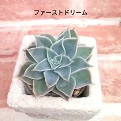 2026年最新】サボテン相談室の人気アイテム - メルカリ