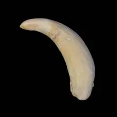 くじらの歯 マッコウクジラの歯319g置物や彫刻材に