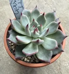 2025年最新】リンゼアナ×ざわわの人気アイテム - メルカリ