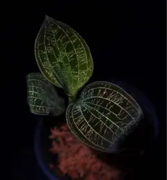 ま。様専用　速達