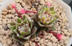 Ｖｚｎｉｌｌａ Ｃｈｉｆｆｏｎ　2苗　Sempervivum　センペルビブムのサムネイル