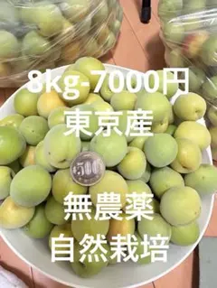 梅10〜11kg】無農薬 サイズ不揃い 梅干し用 梅酒用 使い方色々 新鮮 