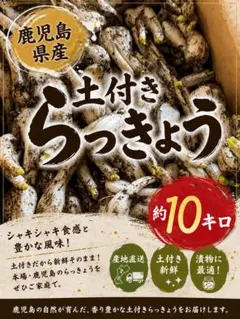 鹿児島県産　土付きらっきょう　箱込10キロ 毎年人気！鹿児島産 らっきょう 10kg パリッと食感！605 - メルカリ