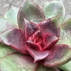 2025年最新】青鬼 多肉植物の人気アイテム - メルカリ