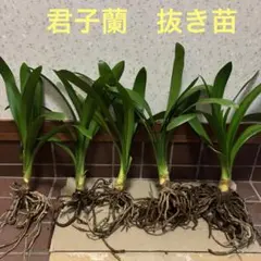 君子蘭 クンシラン 抜き苗 5本 観葉植物 メルカリ便使用 バラ売りもし