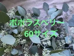 ユーカリ　ポポラス ベリー付き 60サイズ フレッシュ　スワッグにのサムネイル