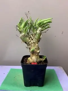 2026年最新】チレコドン レティキュラータスの人気アイテム - メルカリ