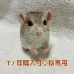 T / 即購入可◎様専用