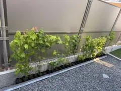 ①超希少イタヤカエデ「名栗錦」接木大苗 - メルカリ