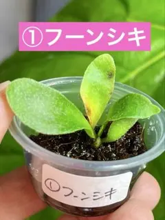 beck198091hm様 リクエスト 2点 まとめ商品