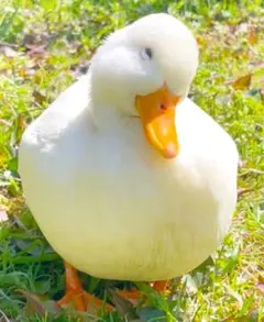 Item thumbnail for item 583091ed-34d2-41d1-8357-7b18d74d5f4f