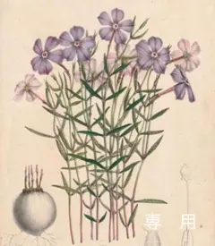 専用