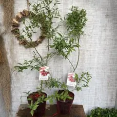 となみ様 リクエスト 3点 まとめ商品