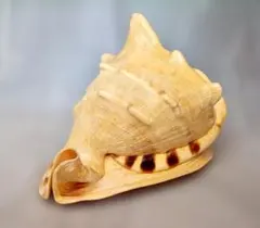 2026年最新】唐冠貝の人気アイテム - メルカリ