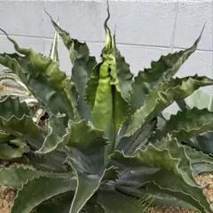 KOHIRU様 リクエスト 2点 まとめ商品