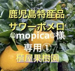（鹿児島特産品）☺︎mopica☺︎様専用①サワーポメロ　箱満杯詰　いちき串木野市産