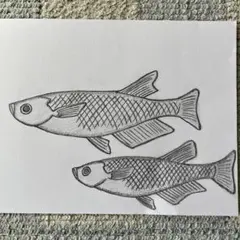 メダカのイラスト