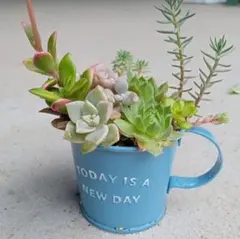 そのまま飾れる多肉植物 寄せ植え マグカップのサムネイル