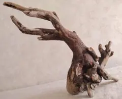 アクアリウム・ハンドメイド・エアープランツ向け 風化塊根ミニ流木（約25cm）