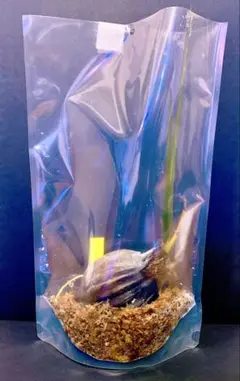 激レア！ ニッパヤシ 椰子 水生植物 発根済み ニッパヤシ 苗 発根済み - メルカリ