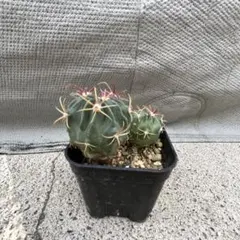 マオウカレハカマキリ雄 立体標本 魔王枯葉 - メルカリ