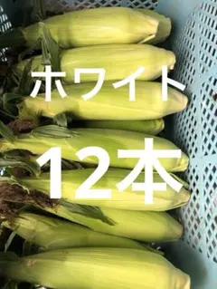 農家直送　　訳あり　　北海道産とうもろこし12本〜入りのサムネイル