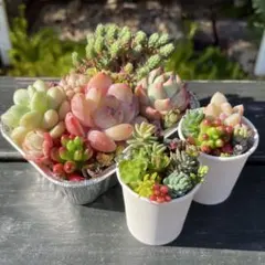 108 多肉植物の小さな寄せ植え✻そのまま飾れる✻オトクなセット