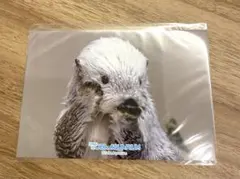 ラッコ キャラクターグッズ